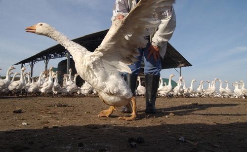 Nem sértett jó hírnevet a Négy Mancs?