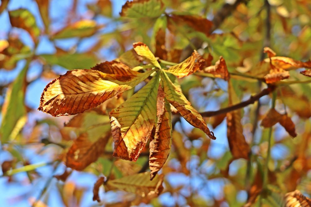 Komposztáljon, csak a legvégső esetben égessen!