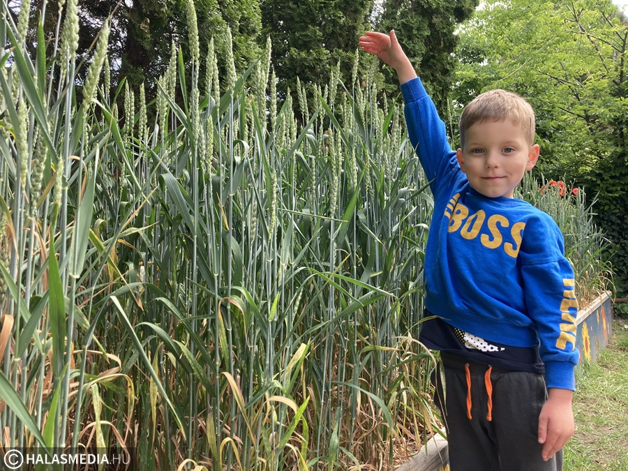 Újra kertészkednek az ovisok