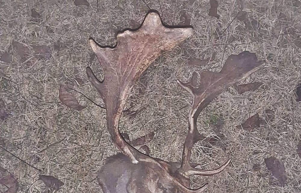 Elütötte, ellopta, feldolgozta