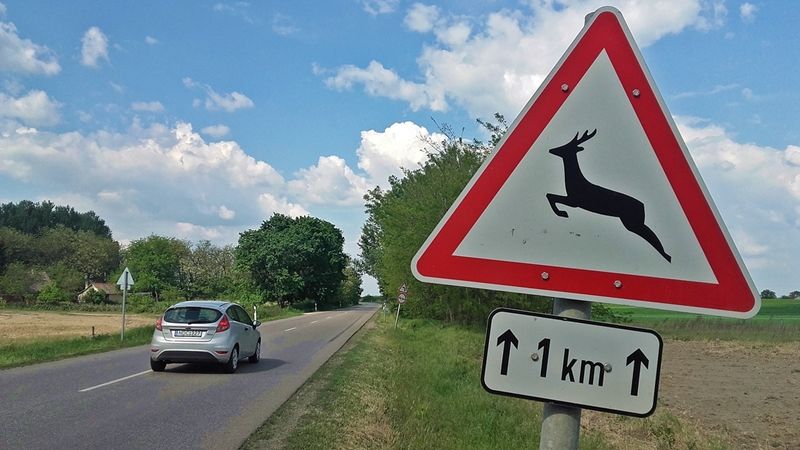 Trükköznek a vadgázoló sofőrök