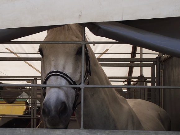 Elrajtolt a lovasverseny