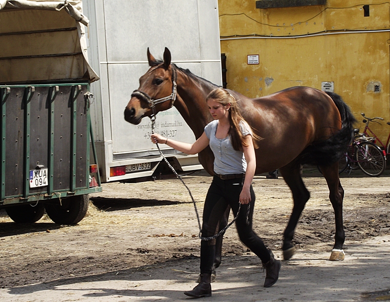 Ennyi lovas soha nem volt Halason