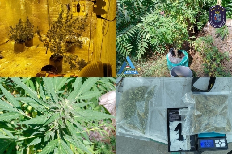 Vadkendert neveltek – egy halasi disznóólban volt az ültetvény 