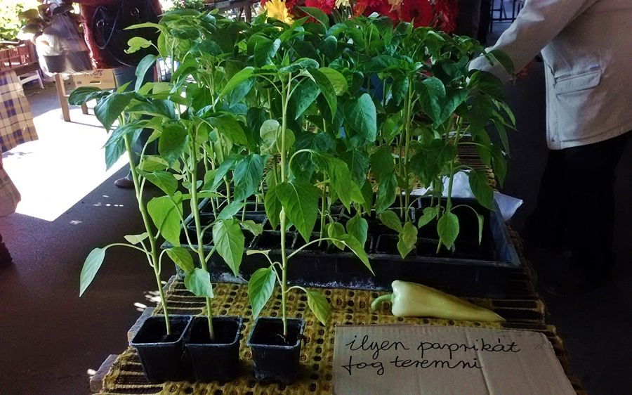 (►) Kevés palánta fogyott eddig idén a halasi piacon