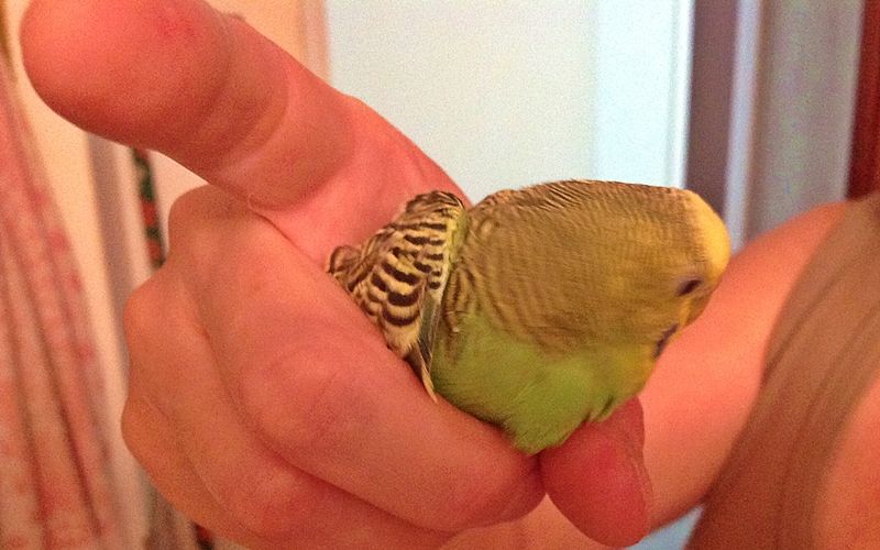 Papagáj keresi gazdáját