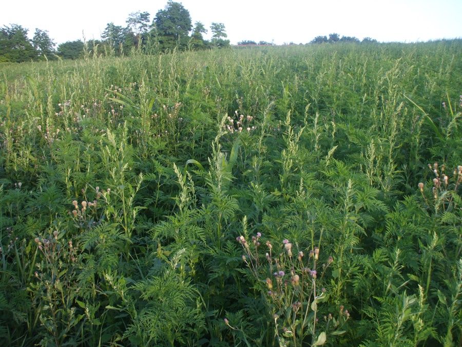 Parlagfű – indul a tüsszögés