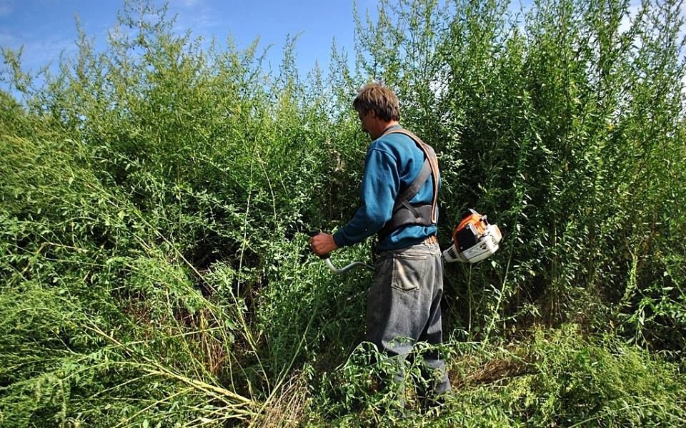 Helikopterrel is keresik a parlagfüvet