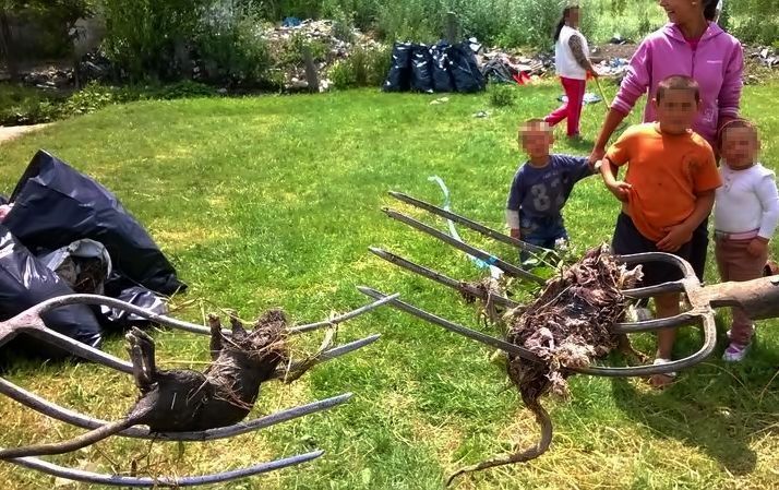 Pusztulnak a patkányok