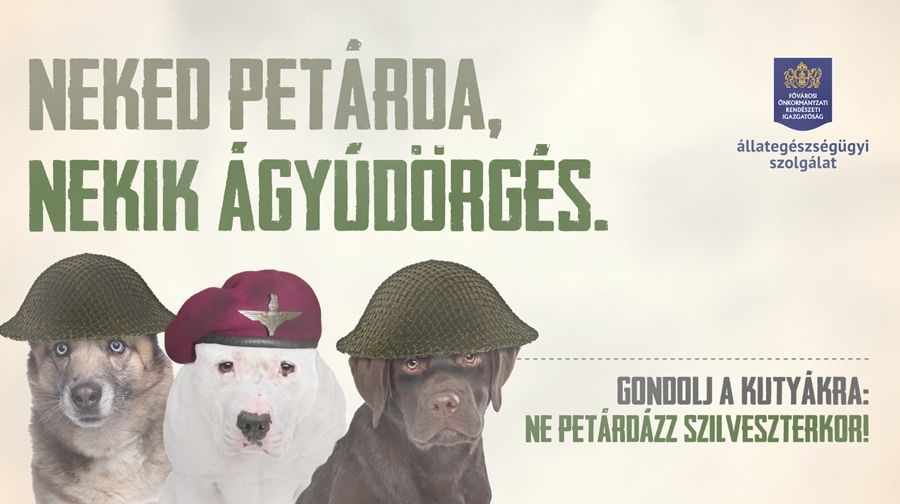 Vigyázzunk a kutyákra, cicákra!