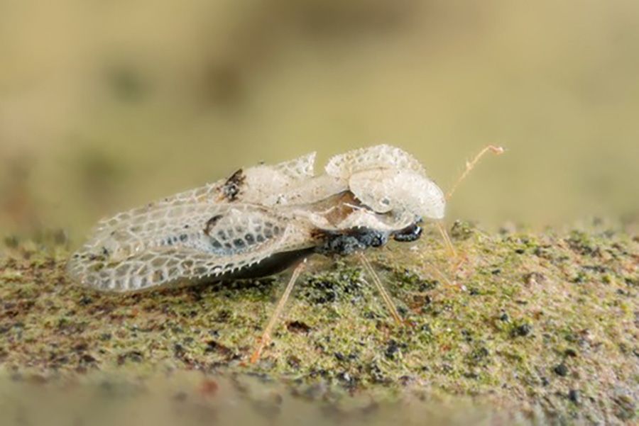 Kezdődik a platánfák permetezése