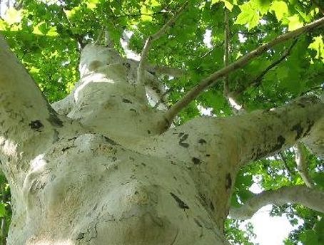 Ismét permetezik a platánokat