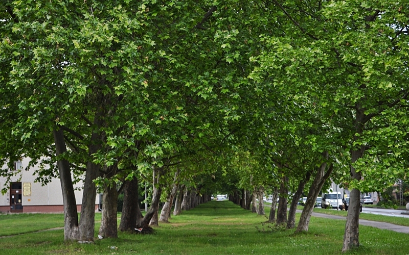 Platánok permetezése