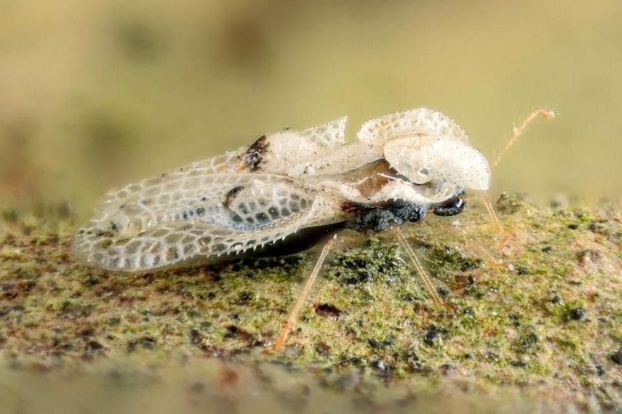 Második csapás a kártevőkre