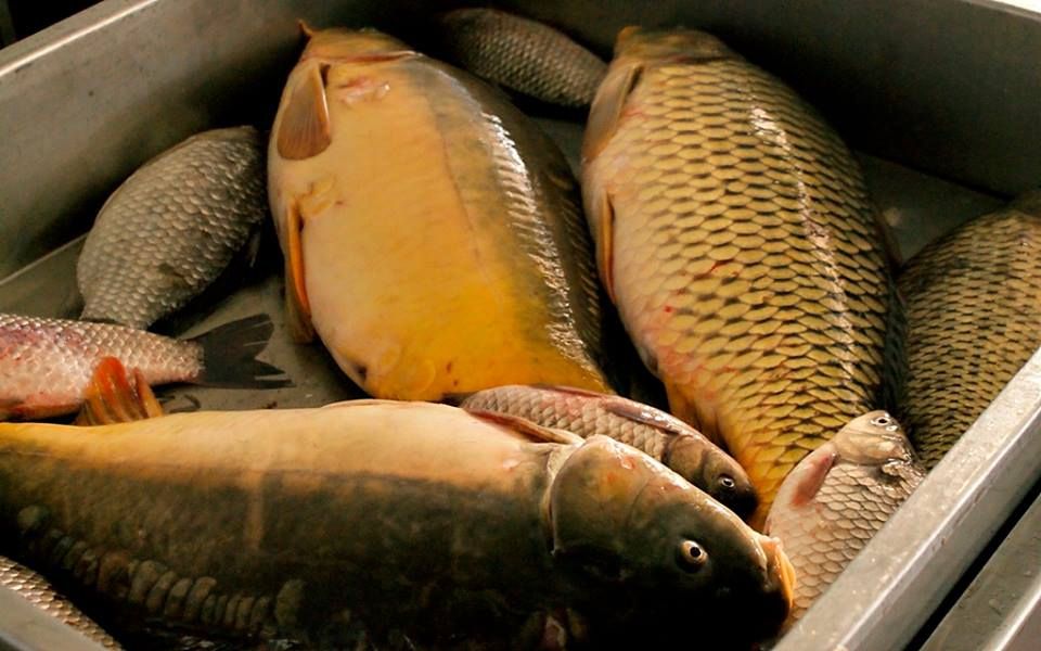 Jól fogyott a hal Halason