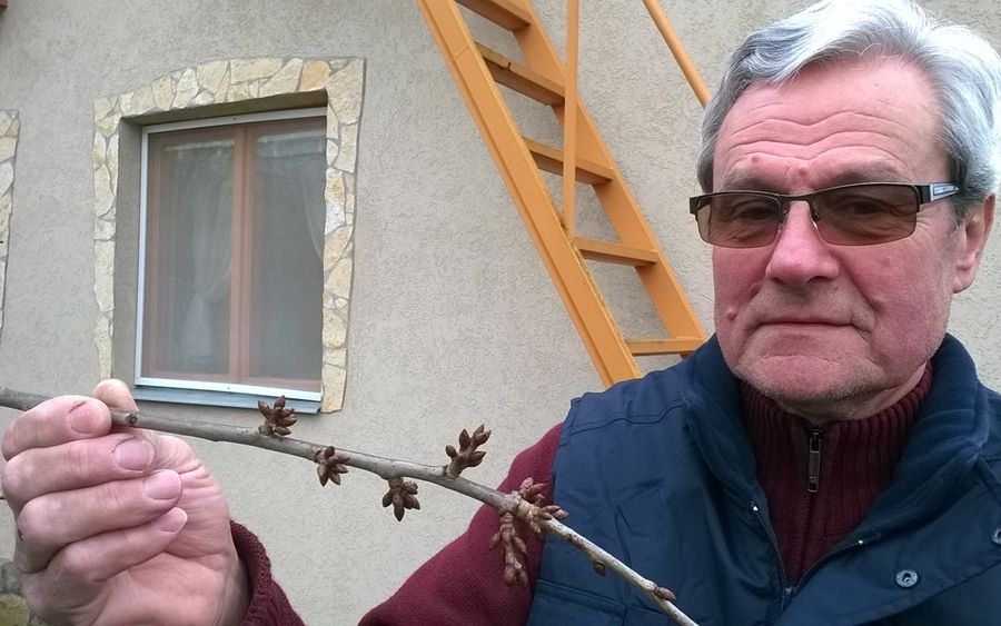 (►) Túl korai rügyfakadás