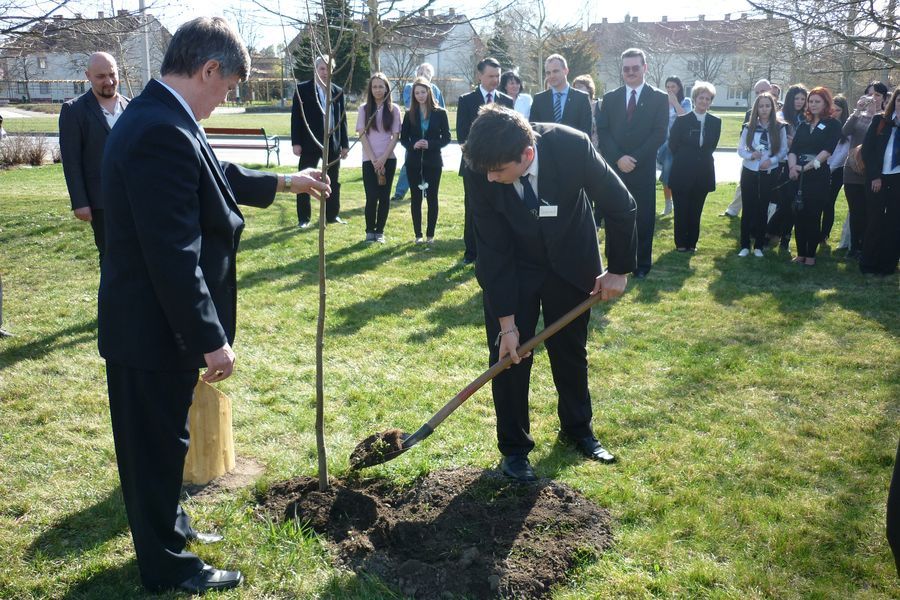 Erdélyi Csillagok fája