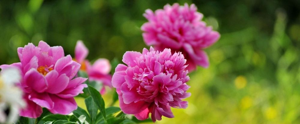 Pünkösdi események Halason