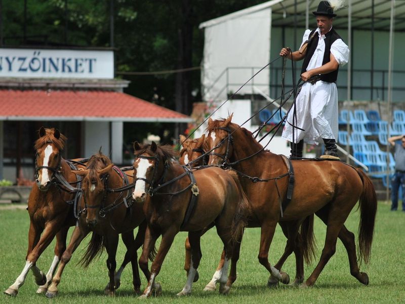 Puszta ötös újra Halason