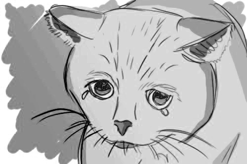 Légpuskával lőhették le a cicát