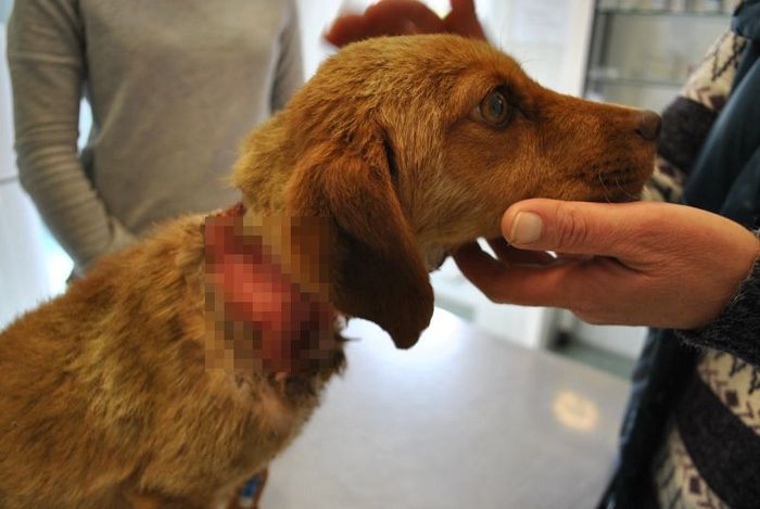 Kegyetlen kínok között élt a kutya