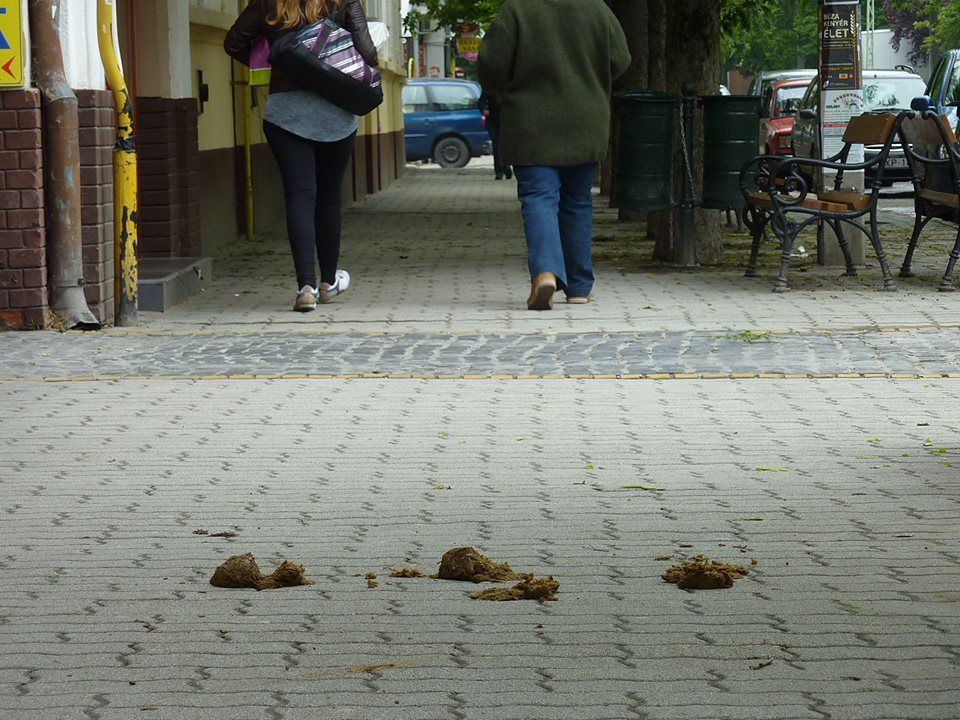 Bőséges „citrom” termés Halason