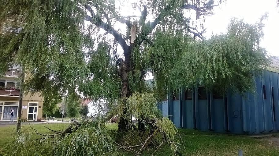 Hatalmas faágat tört a szél