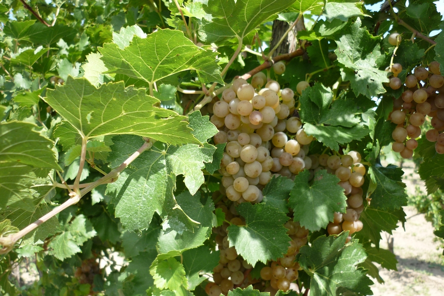 Már készülnek a szüretre