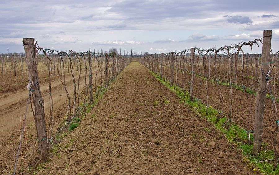 (►) „A kistermelők el fognak tűnni