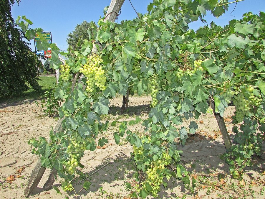 Jó termés ígérkezik