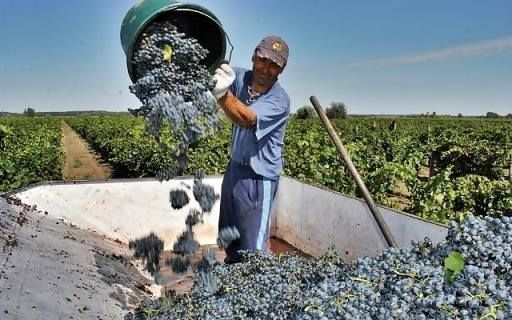 Kimaradtak a támogatásból a térség szőlősgazdái