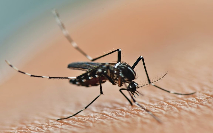 Szúnyoggyérítés lesz  