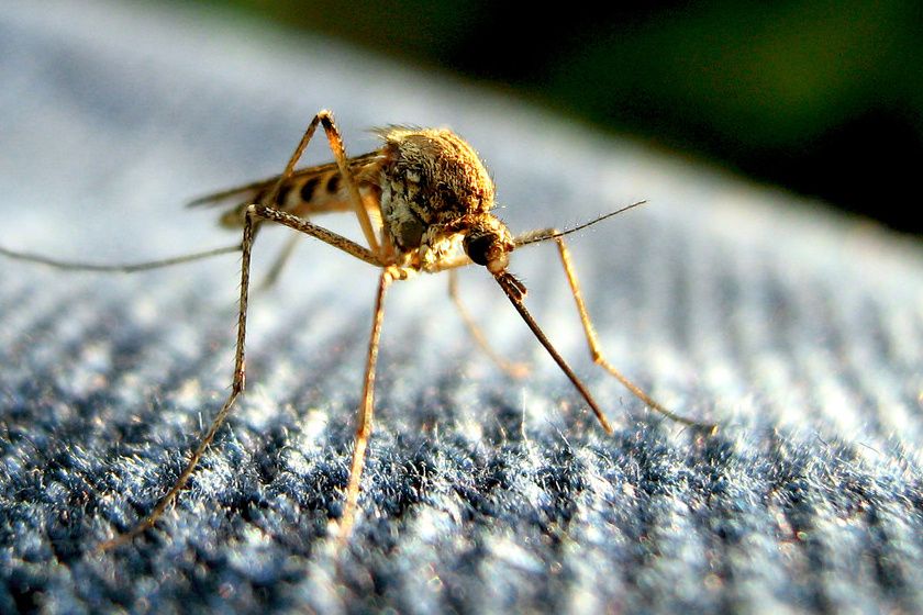 Pár nap és jön a szúnyoggyérítés Halason