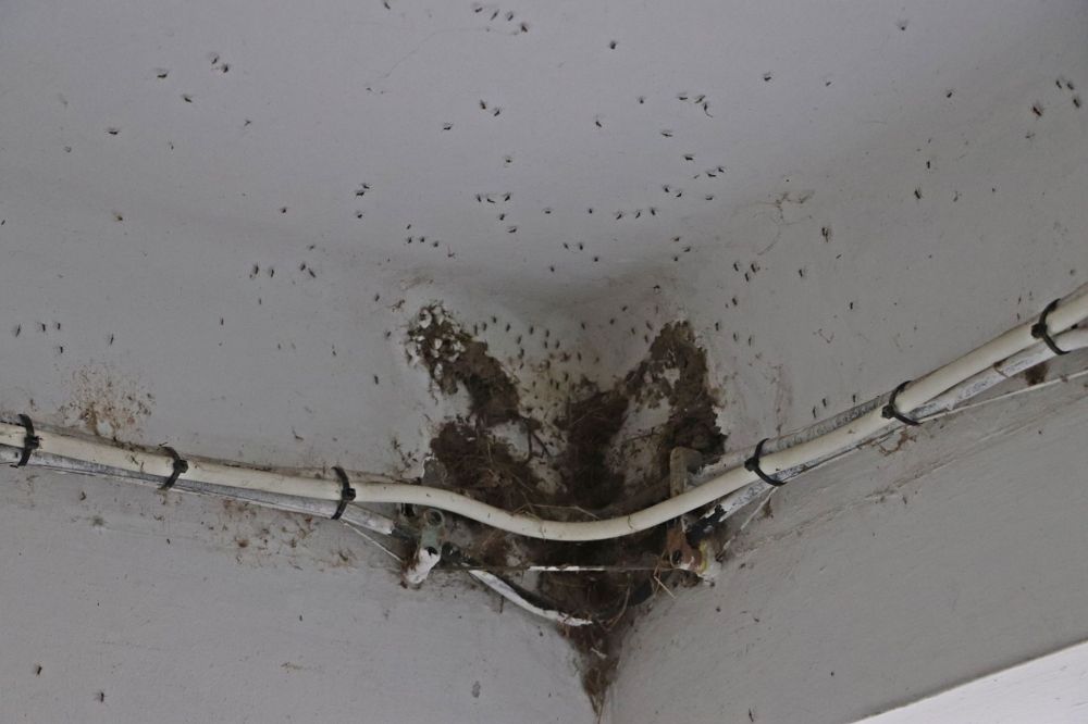 Kezdődik a szúnyogirtás