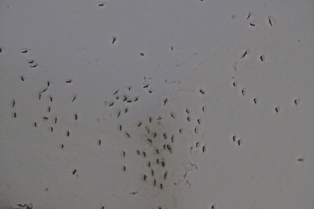 Szúnyoggyérítés lesz Halason