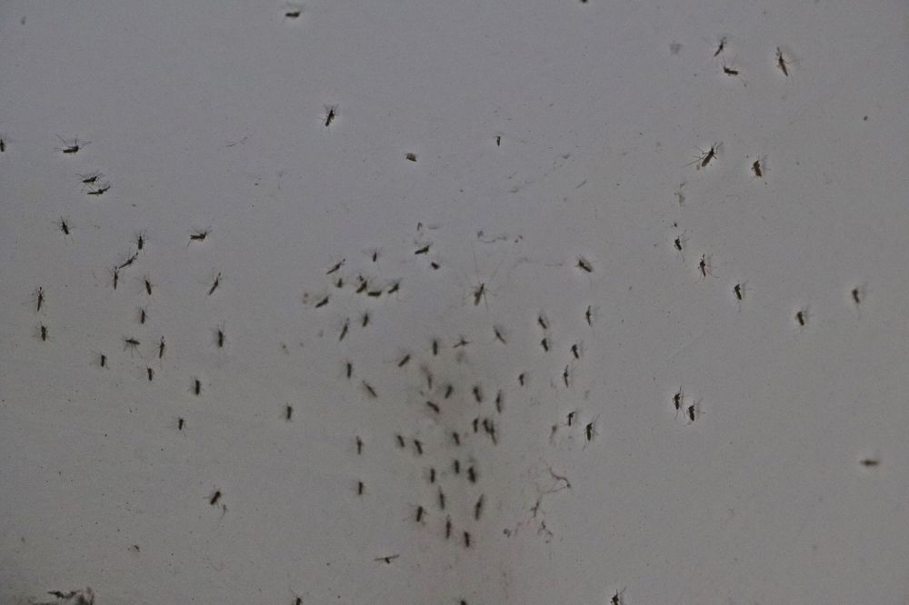 Gyérítik a szúnyogokat