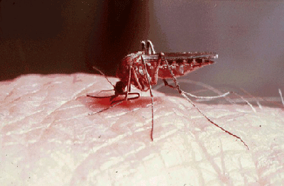 Pusztítják a vérszívókat