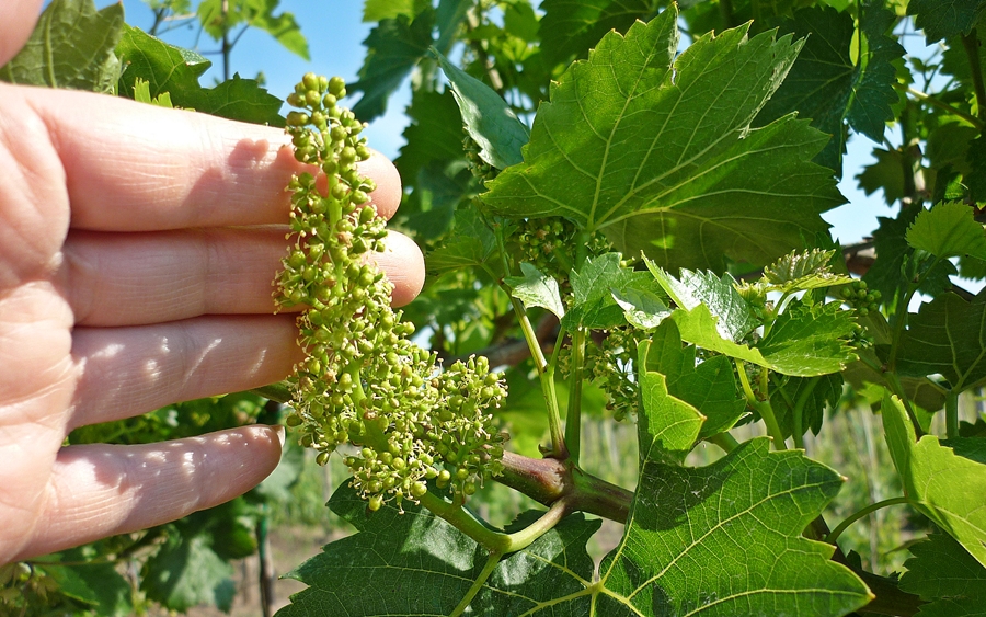 (►) Eddig megúszta a halasi szőlő