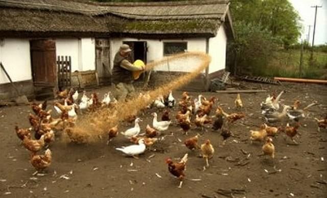 Tanyafejlesztéstről Tompán