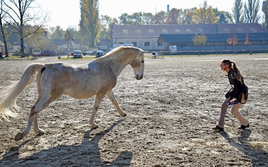 Szabadon idomítás mesterfokon