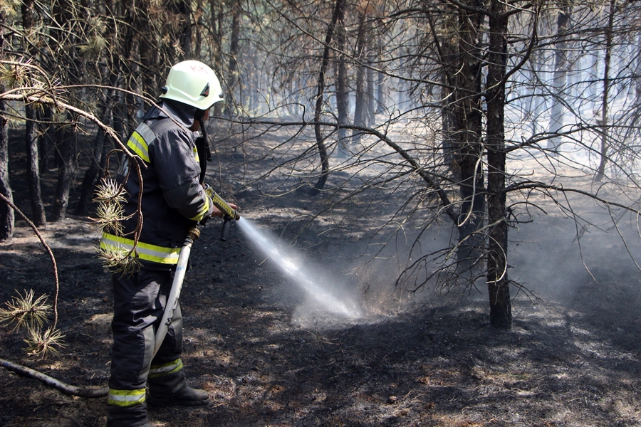 Több hektárnyi legelő, erdő égett Halas közelében (galériával)