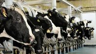 Igényelhető a tejtermelőket sújtó különleges hátrányok kezeléséhez kapcsolódó támogatás