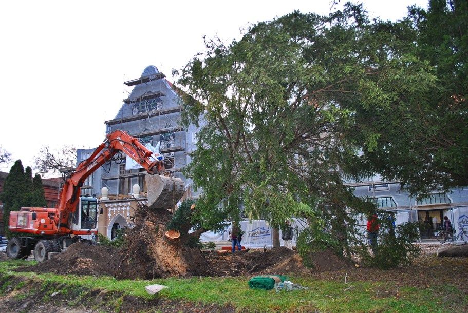 Tövestől ültették át a főtéri tiszafát