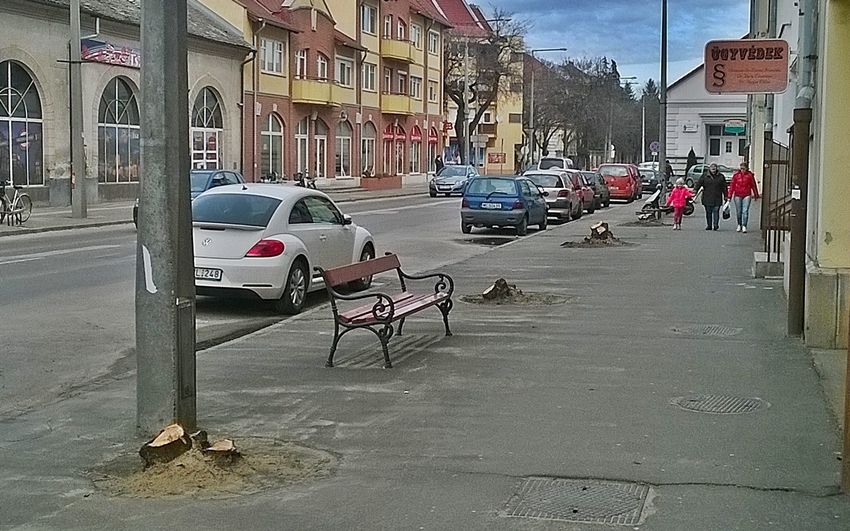 (►) Tuja helyett díszgalagonya