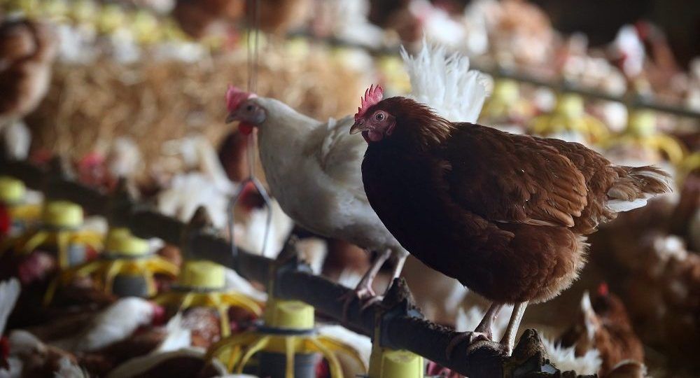 Fontos a szabályok betartása a madárinfluenza ellen