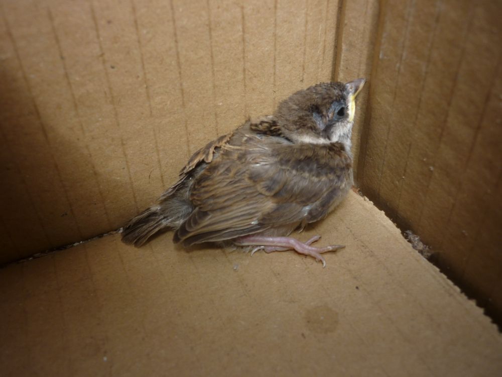 A veréb is (védett) madár