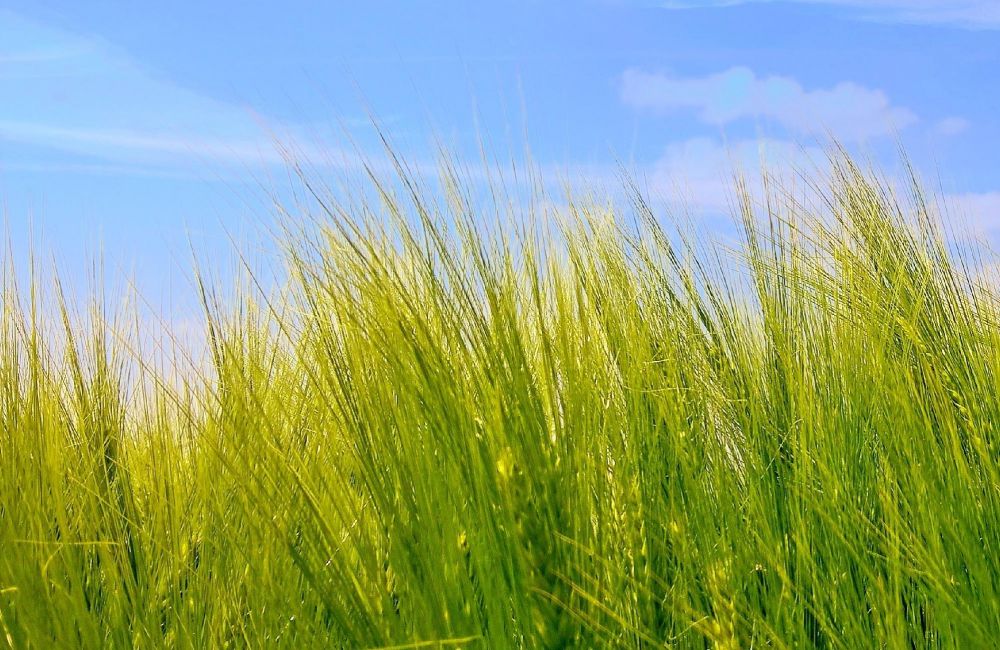 Drágulhat a vetőmag