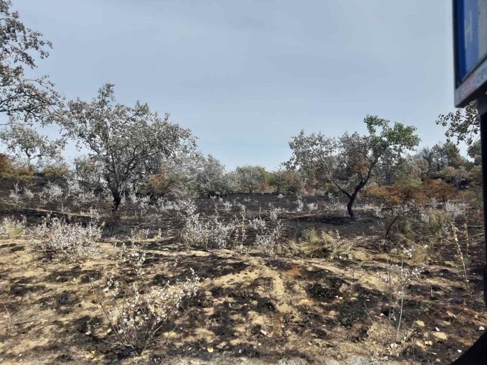 Már nincs lángolás az Olajosok útja melletti erdőben