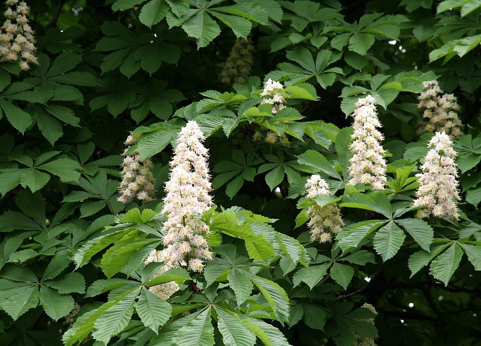 Módosítanák a védett fák listáját
