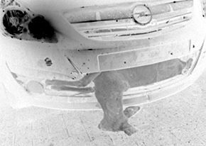 Vigyázat, őzveszély!